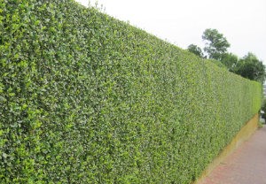 hedge-cutting-maintenance-acton
